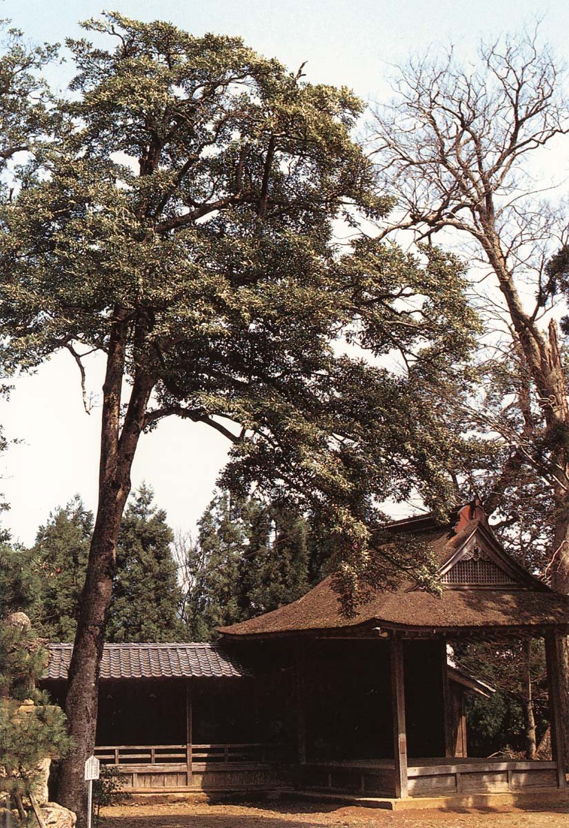 ⛩️ 이키스 신사 이미지 4